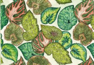 Rainforest Leaves Coloring Pages Jade Gedeon Rainforest Escape Coloring Book