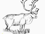 Realistic Animal Coloring Pages to Print Free Realistic Animal Coloring Pages