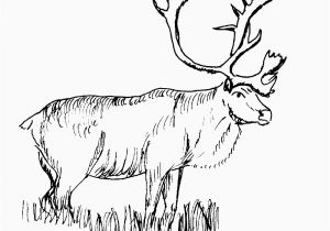 Realistic Animal Coloring Pages to Print Free Realistic Animal Coloring Pages