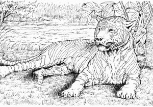 Realistic Animal Coloring Pages to Print Free Tiger Coloring Pages