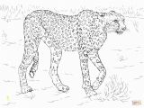 Realistic Animal Coloring Pages to Print Printable Realistic Animal Coloring Pages at Getcolorings