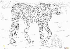 Realistic Animal Coloring Pages to Print Printable Realistic Animal Coloring Pages at Getcolorings