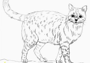 Realistic Animal Coloring Pages to Print Printable Realistic Animal Coloring Pages at Getcolorings