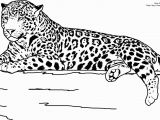 Realistic Animal Coloring Pages to Print Realistic Jaguar Animal Coloring Pages