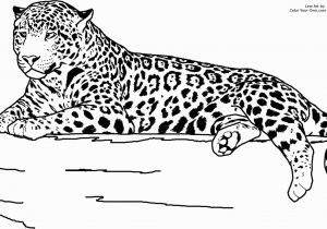 Realistic Animal Coloring Pages to Print Realistic Jaguar Animal Coloring Pages