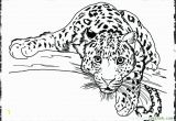 Realistic Animal Coloring Pages to Print Realistic Wild Animal Coloring Pages at Getcolorings