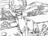 Realistic Animal Coloring Pages to Print Realistic Wild Animal Coloring Pages at Getdrawings