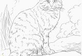 Realistic Cat Coloring Pages Printable Cat Coloring Pages Realistic