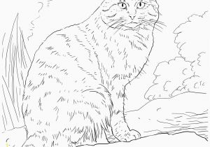 Realistic Cat Coloring Pages Printable Cat Coloring Pages Realistic