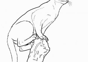 Realistic Cat Coloring Pages Realistic Cat Coloring Sheets Nazly