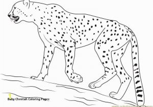 Realistic Cheetah Coloring Pages 20 Fresh Cheetah Coloring Pages