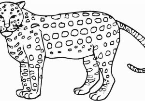 Realistic Cheetah Coloring Pages 20 Fresh Cheetah Coloring Pages