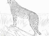 Realistic Cheetah Coloring Pages Cheetah Coloring Pages Gallery thephotosync