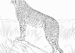 Realistic Cheetah Coloring Pages Cheetah Coloring Pages Gallery thephotosync