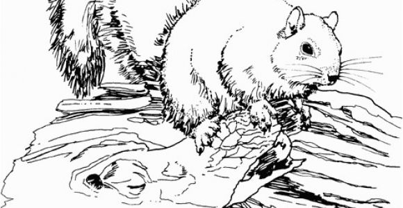 Realistic Coloring Pages Of Animals Printable 48 Realistic Animal Coloring Pages 3629 Free Coloring