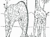 Realistic Coloring Pages Of Animals Realistic Animal Coloring Pages Realistic Animal Coloring Pages and