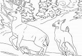 Realistic Coloring Pages Of Animals Realistic Coloring Pages Animals