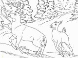 Realistic Coloring Pages Of Animals Realistic Coloring Pages Animals