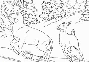 Realistic Coloring Pages Of Animals Realistic Coloring Pages Animals