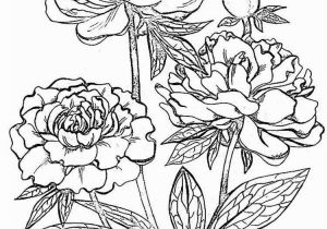 Realistic Flower Coloring Pages Peony Flower Coloring Pages Download and Print Peony Flower