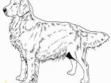 Realistic Golden Retriever Dog Coloring Pages Golden Retriever Coloring Pages Best Coloring Pages for Kids