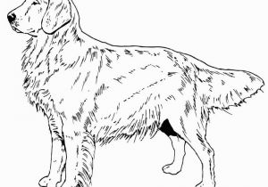Realistic Golden Retriever Dog Coloring Pages Golden Retriever Coloring Pages Best Coloring Pages for Kids