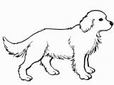 Realistic Golden Retriever Dog Coloring Pages Golden Retriever Puppy Coloring Page