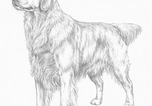 Realistic Golden Retriever Dog Coloring Pages Golden Retriever Puppy Coloring Pages Printable Coloring