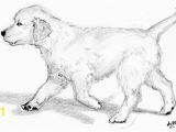 Realistic Golden Retriever Dog Coloring Pages Golden Retriever Step Coloring Pages