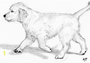 Realistic Golden Retriever Dog Coloring Pages Golden Retriever Step Coloring Pages