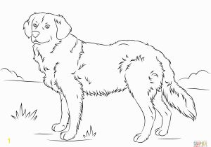 Realistic Golden Retriever Dog Coloring Pages Golden Retriever Super Coloring