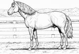 Realistic Horse Coloring Pages for Adults Horse Coloring Pages for Adults Best Coloring Pages for Kids