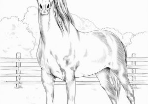 Realistic Horse Coloring Pages for Adults Printable Morgan Horse Coloring Page for Both Aldults and