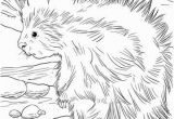 Realistic Lion Coloring Pages Cute north American Porcupine Coloring Page