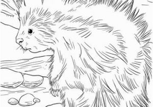 Realistic Lion Coloring Pages Cute north American Porcupine Coloring Page