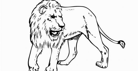 Realistic Lion Coloring Pages Lion Free Pritout