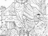 Realistic Owl Coloring Pages 104 Best for My Sister and I Images On Pinterest