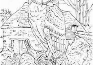 Realistic Owl Coloring Pages 104 Best for My Sister and I Images On Pinterest