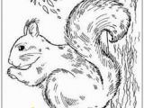 Realistic Squirrel Coloring Page 203 Best Squirrels Images