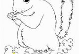 Realistic Squirrel Coloring Page Animal Squirrel Coloring Pages