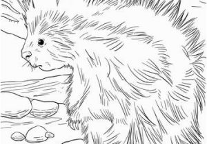 Realistic Squirrel Coloring Page Cute north American Porcupine Coloring Page