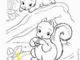 Realistic Squirrel Coloring Page Die 51 Besten Bilder Von Malvorlagen