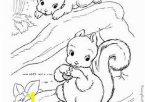 Realistic Squirrel Coloring Page Die 51 Besten Bilder Von Malvorlagen