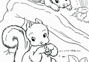 Realistic Squirrel Coloring Page Fionajessicawilsonfo