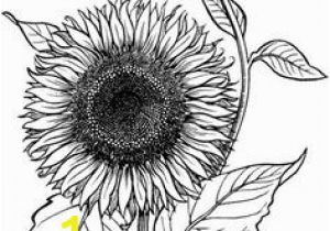 Realistic Sunflower Coloring Page 30 Best Flower Coloring Pages Images