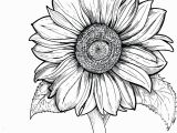 Realistic Sunflower Coloring Page Color Pages at Sunflower Coloring Pages Printable for