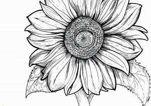 Realistic Sunflower Coloring Page Color Pages at Sunflower Coloring Pages Printable for