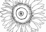 Realistic Sunflower Coloring Page Sunflower Coloring Page for Kindergarten