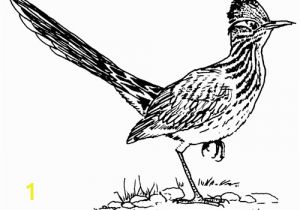Road Runner Coloring Page Texas Symbols