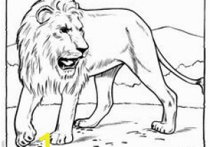 Roaring Lion Coloring Page 25 Best Lion Coloring Pages Images